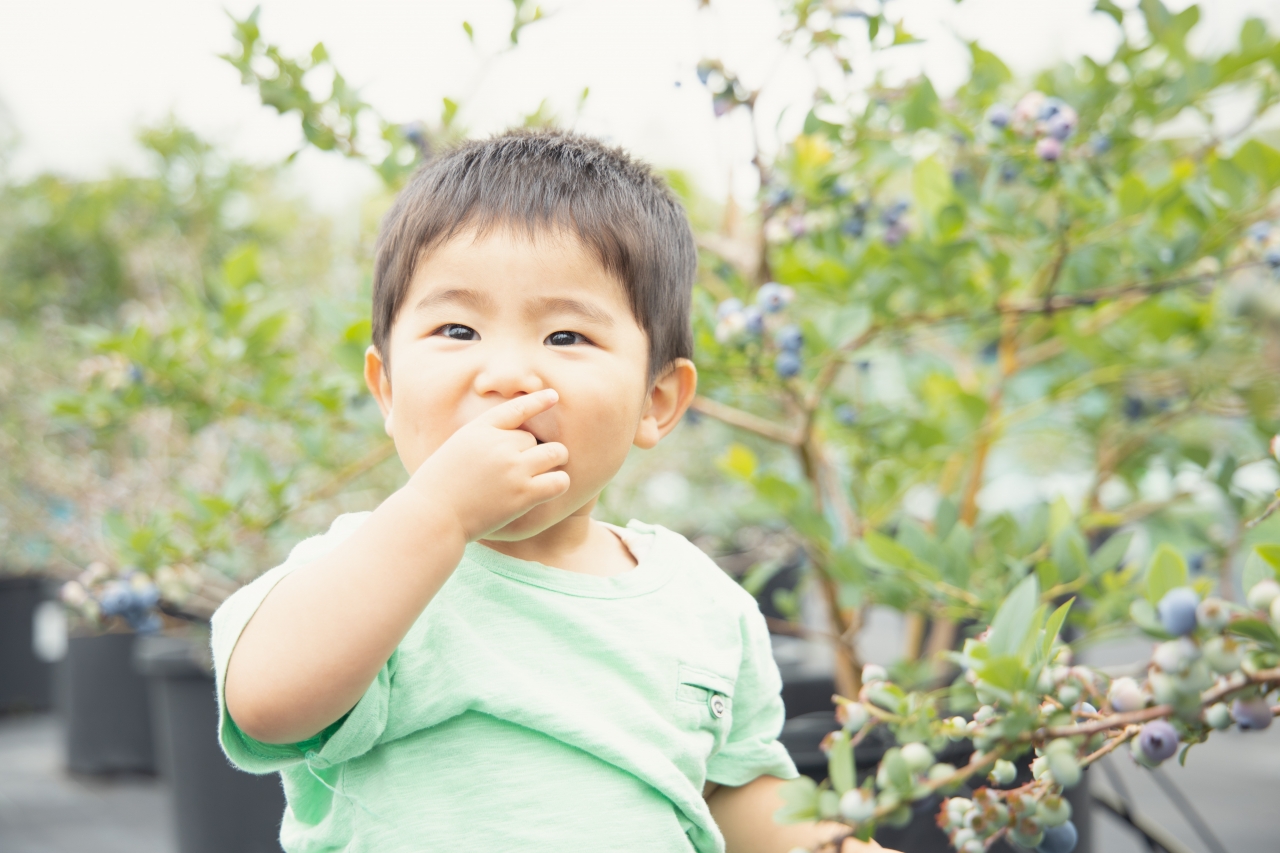 平野農園のブルーベリーを食べる男の子